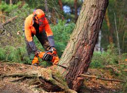 Best Lawn Mowing  in Clarkesville, GA