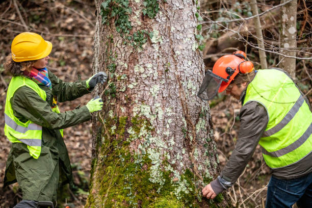 How Our Tree Care Process Works  in  Clarkesville, GA