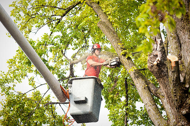 How Our Tree Care Process Works  in  Clarkesville, GA