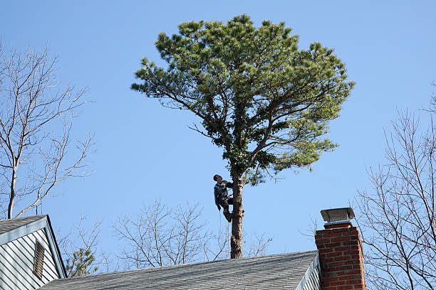 Best Root Management and Removal  in Clarkesville, GA